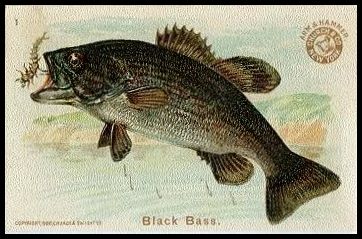 1 Black Bass